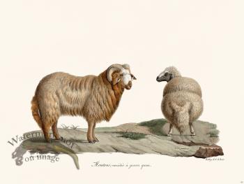 Cuvier 142 Sheep Variety